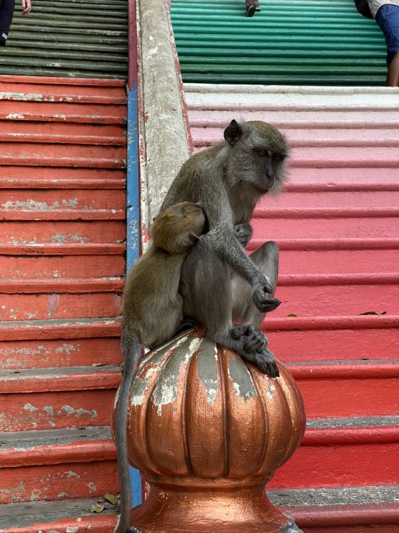 Macaque, Primat, Singes du Vieux Monde, Pour Les Animaux Terrestres, Rongeurs. Wallpaper in 1536x2048 Resolution