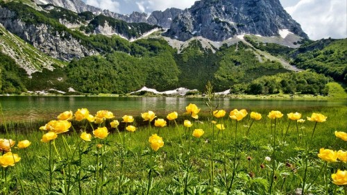 Image yellow flowers with green leaves near mountain during daytime