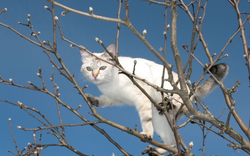 Image white cat on brown tree branch during daytime