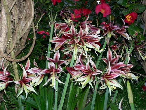 Image pink and white flowers with green leaves