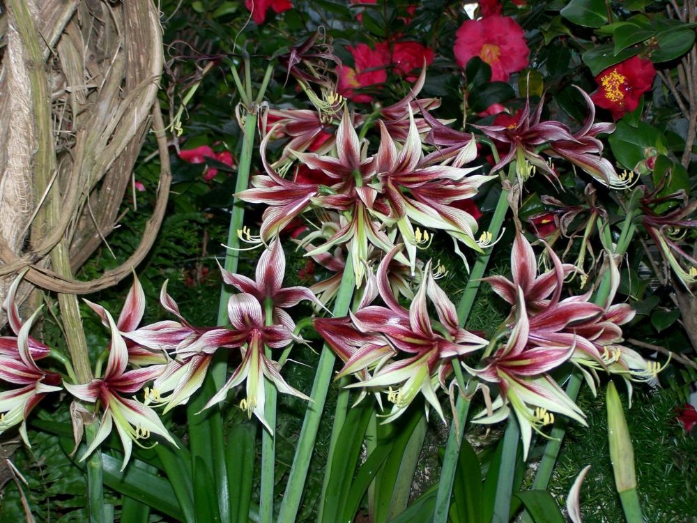 pink and white flowers with green leaves