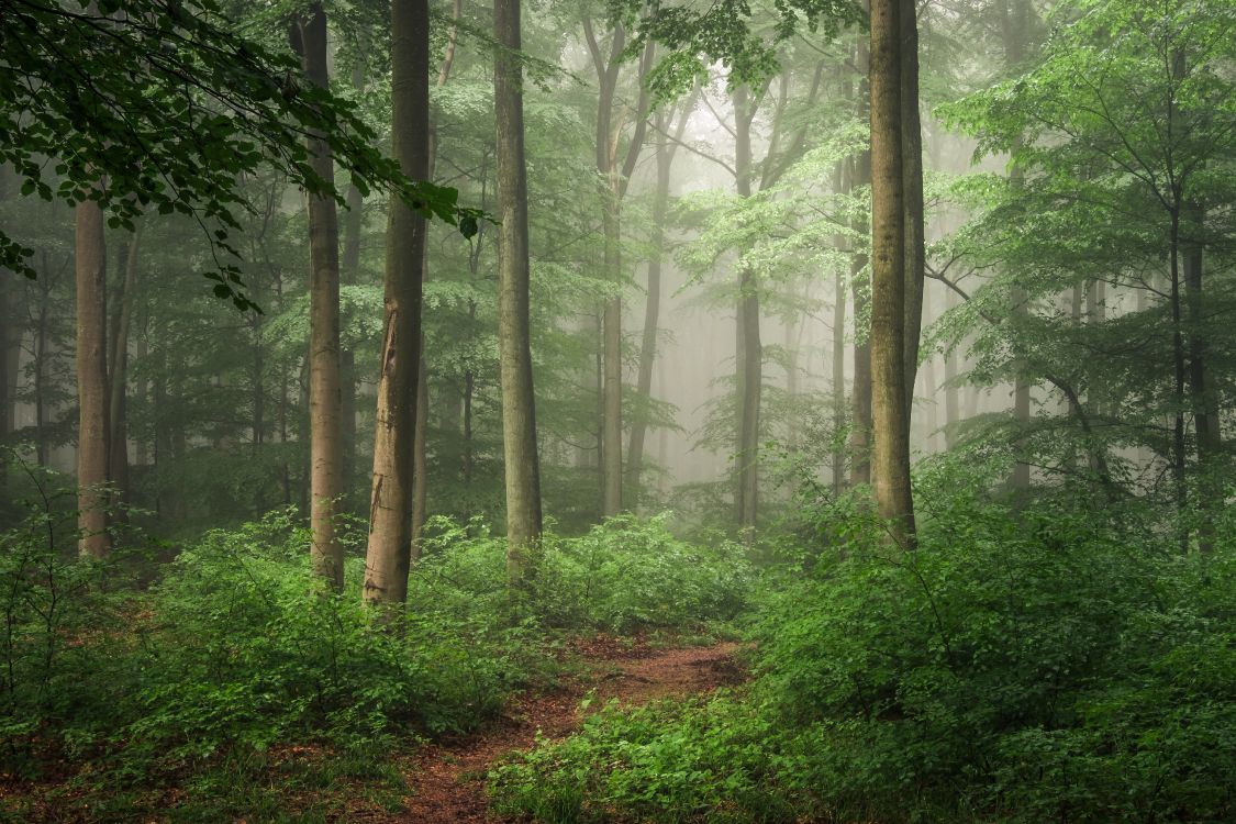 Download 4896x3264 Wallpaper Arbres Verts Sur la Forêt Pendant la Journée Arbres Verts Sur la Forêt Pendant la Journée. Wallpaper in 4896x3264 Resolution