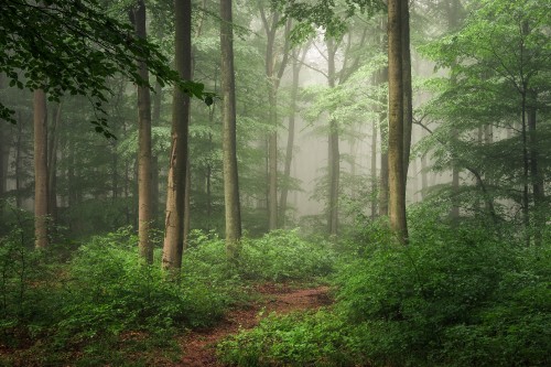 Image green trees on forest during daytime