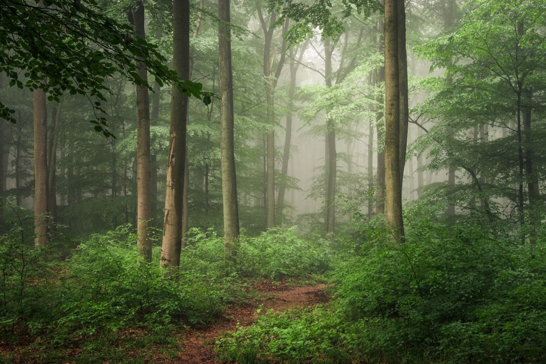 green trees on forest during daytime