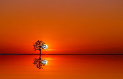 Image tree on body of water during sunset