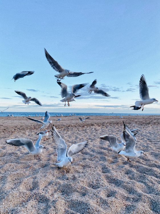 Environnement Naturel, Oiseau, la Migration Des Oiseaux, la Migration Des Animaux, Adaptation. Wallpaper in 3024x4032 Resolution