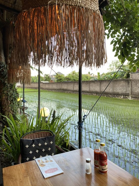 Bali, Wasser, Palme, Wissenschaft, Biologie. Wallpaper in 1536x2048 Resolution