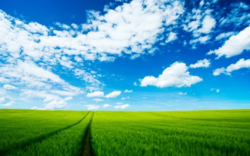 Image green grass field under blue sky and white clouds during daytime