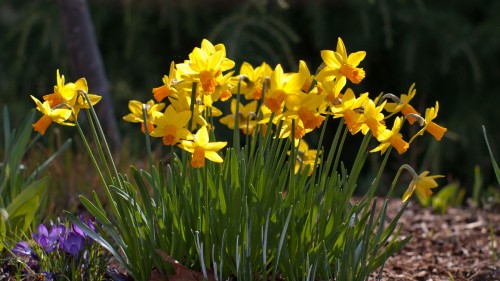 Image yellow daffodils in bloom during daytime