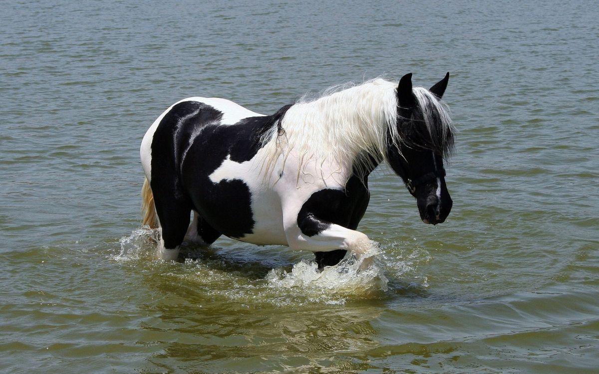 Cheval Noir et Blanc Sur L'eau Pendant la Journée. Wallpaper in 1920x1200 Resolution