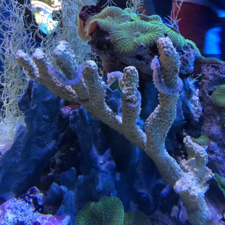 Korallenriff, Cnidaria, Steinkorallen, Korallenriff-Fische, Marine Biologie. Wallpaper in 1772x1772 Resolution