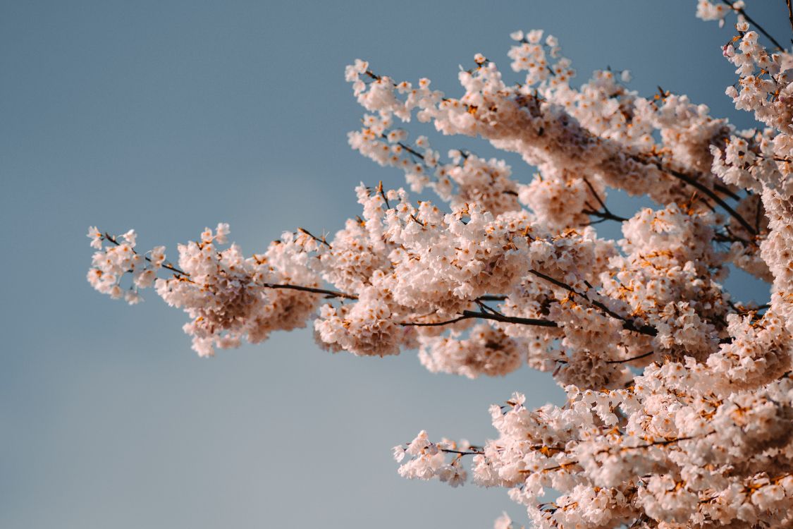 樱花, 粉红色, 白色, 开花, 树枝 壁纸 6000x4000 允许