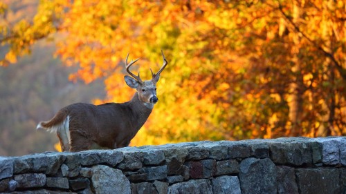 Image brown deer on gray rock during daytime