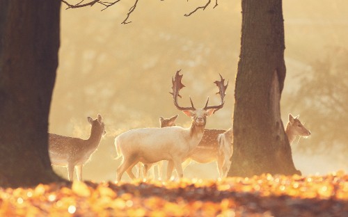 Image herd of deer on brown grass field during daytime