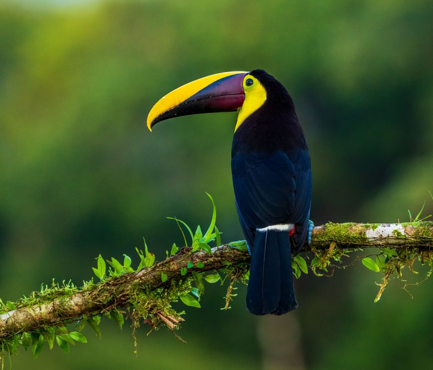 Blue Yellow and Black Bird on Brown Tree Branch During Daytime. Wallpaper in 4817x4114 Resolution