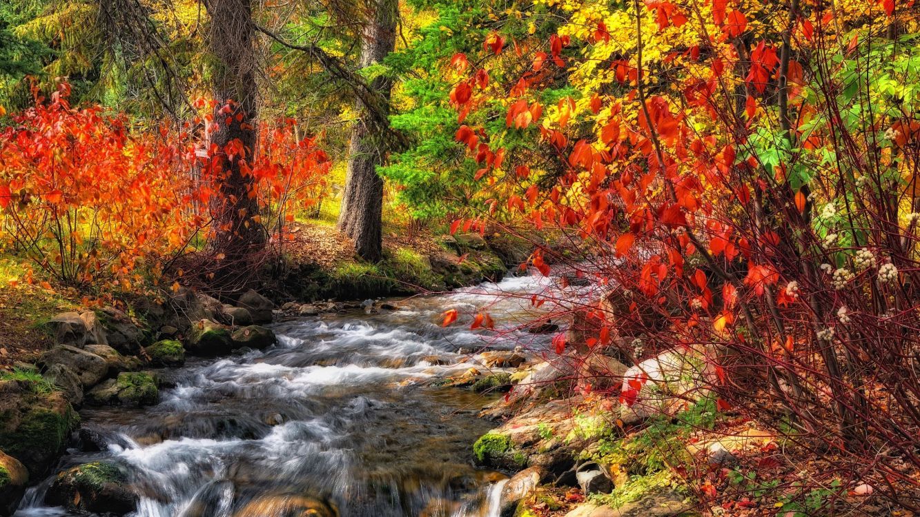 orange and yellow leaves on ground