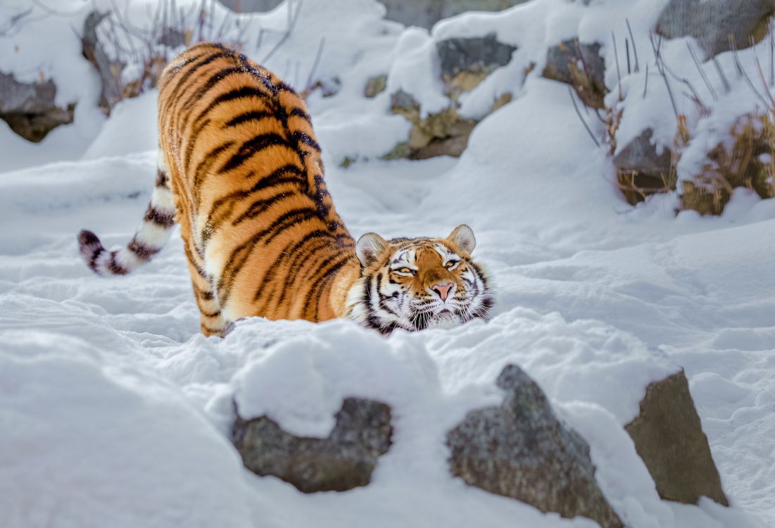 tiger on snow covered ground during daytime