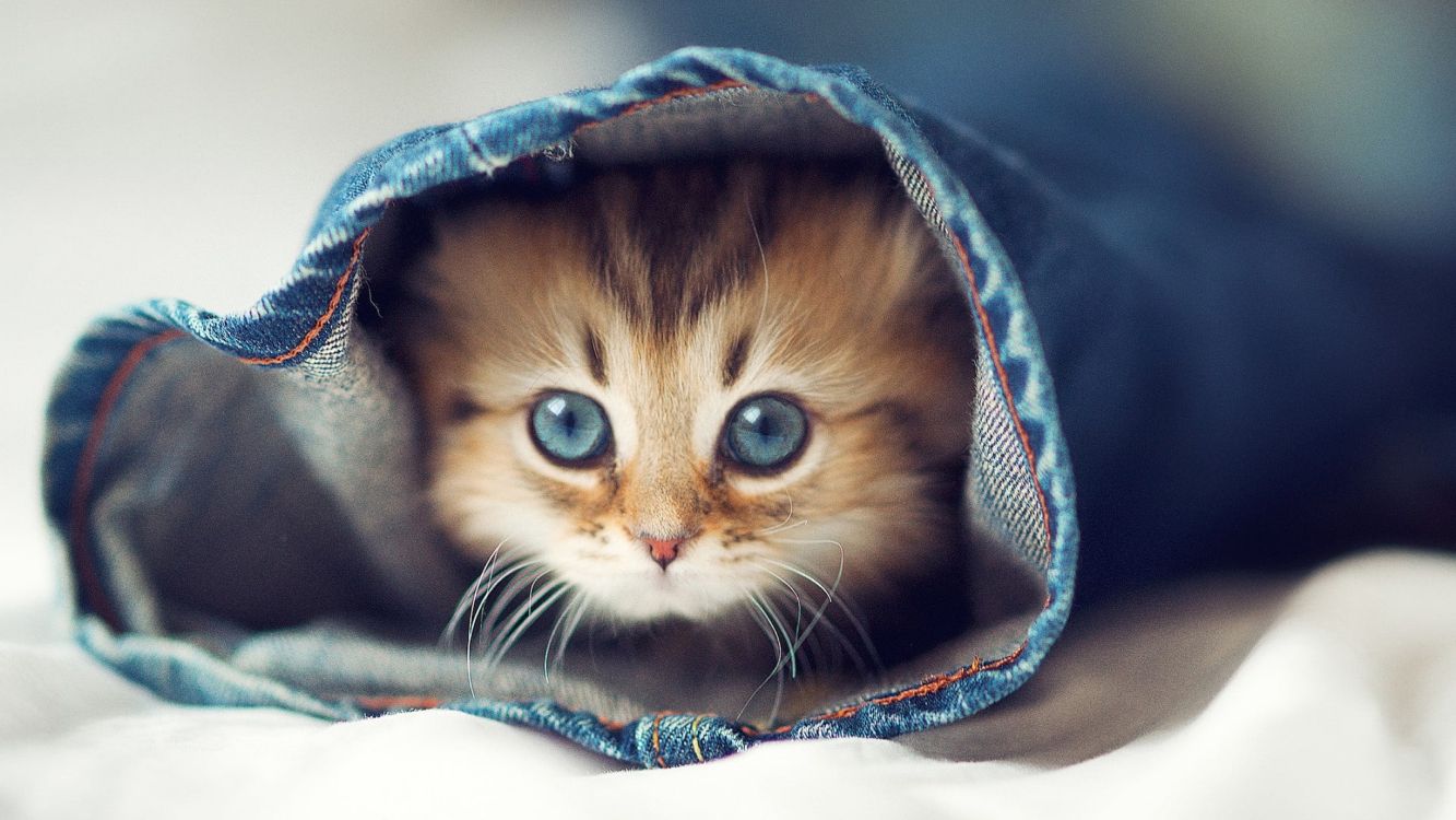 Les Fonds D Ecran Chats Mignons Chat Chaton La Gentillesse Chien Les Images Et Les Photos Gratuits