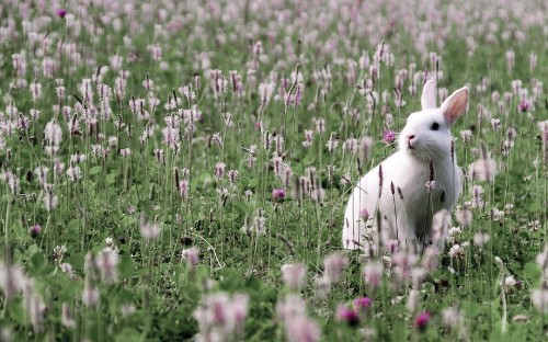 Image white short coated dog on green grass field during daytime