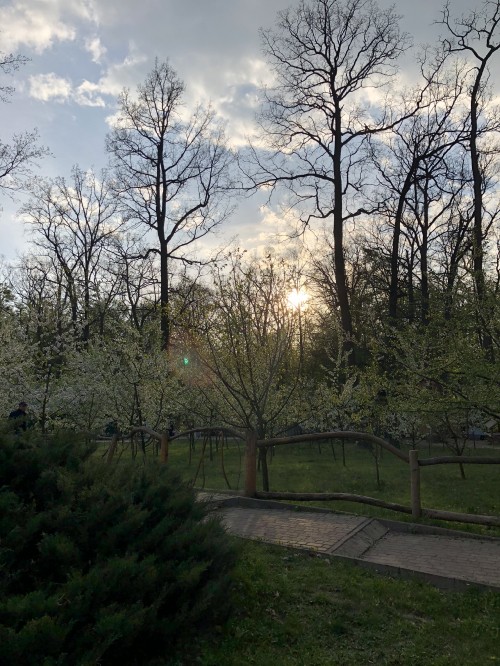 Image leaf, nature, branch, cloud, tree