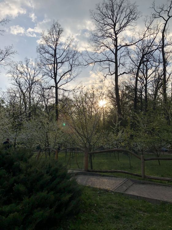 leaf, nature, branch, cloud, tree