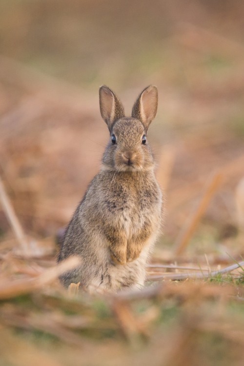 Image hare, rabbit, Mountain Cottontail, Audubons Cottontail, Rabbits and Hares