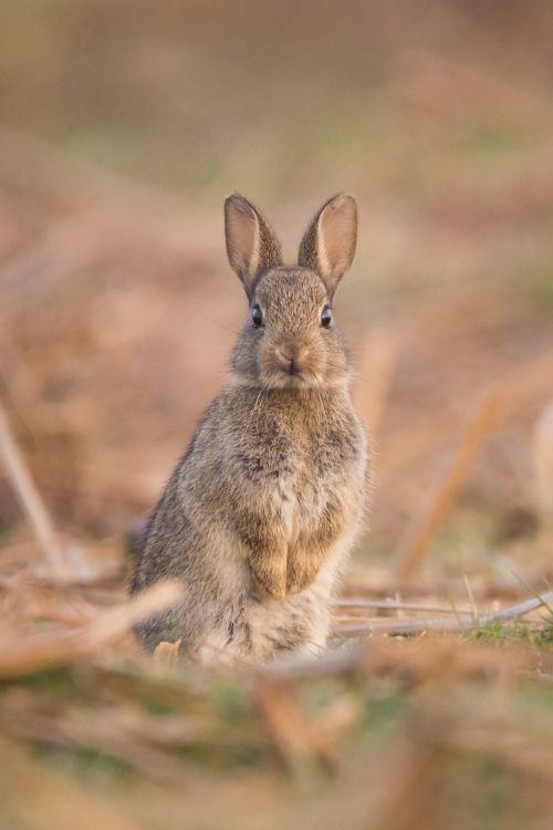 hare, rabbit, Mountain Cottontail, Audubons Cottontail, Rabbits and Hares