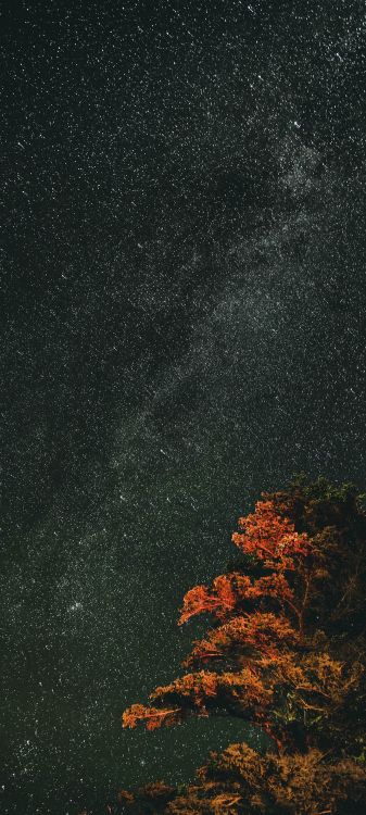 Naturaleza, Paisaje Natural, Asfalto, Ramita, Rectángulo. Wallpaper in 1080x2400 Resolution