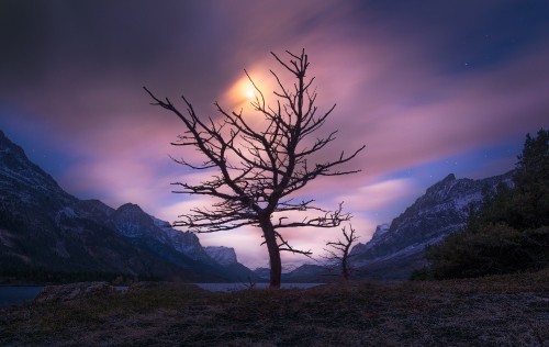 Image bare tree on green grass field near mountain during daytime