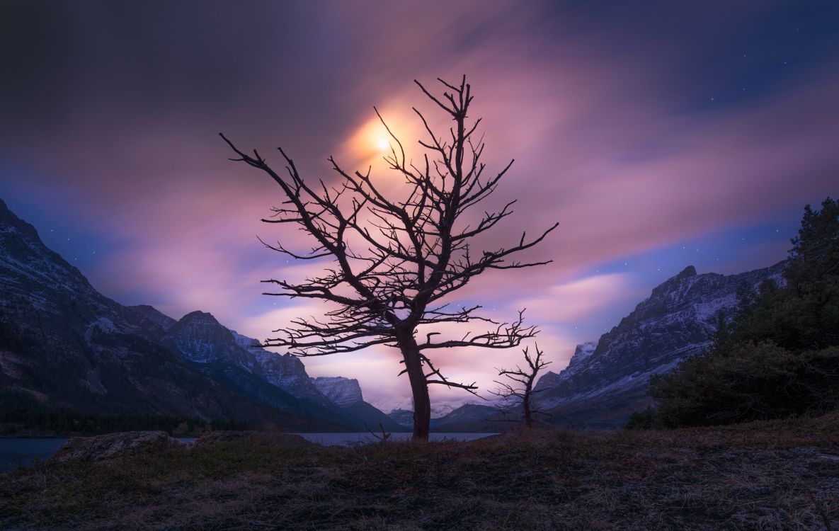 bare tree on green grass field near mountain during daytime