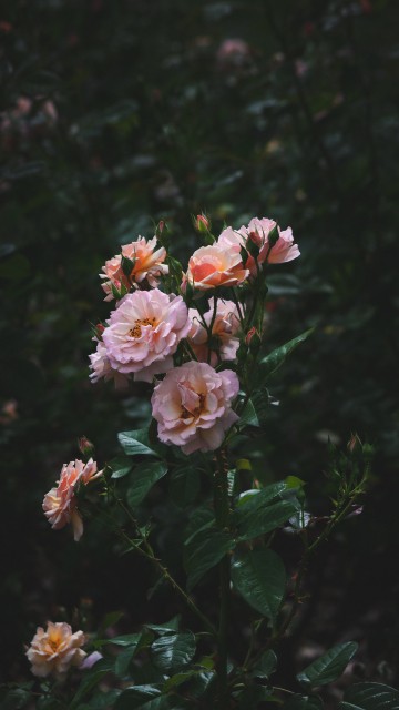 Android Wallpaper 花 Android Wallpaper 花