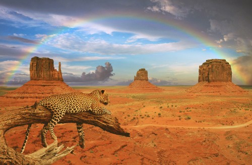 Image brown and black cheetah walking on brown sand during daytime