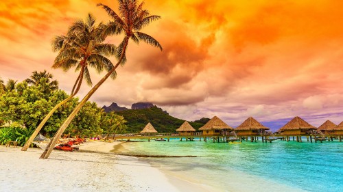 Image green palm trees on beach during sunset