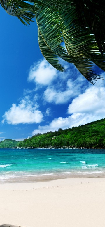 Image green palm tree on white sand beach during daytime