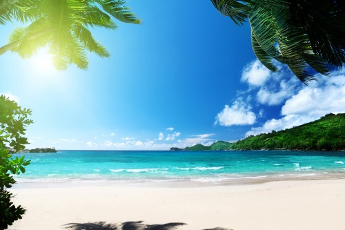 Image green palm tree on white sand beach during daytime