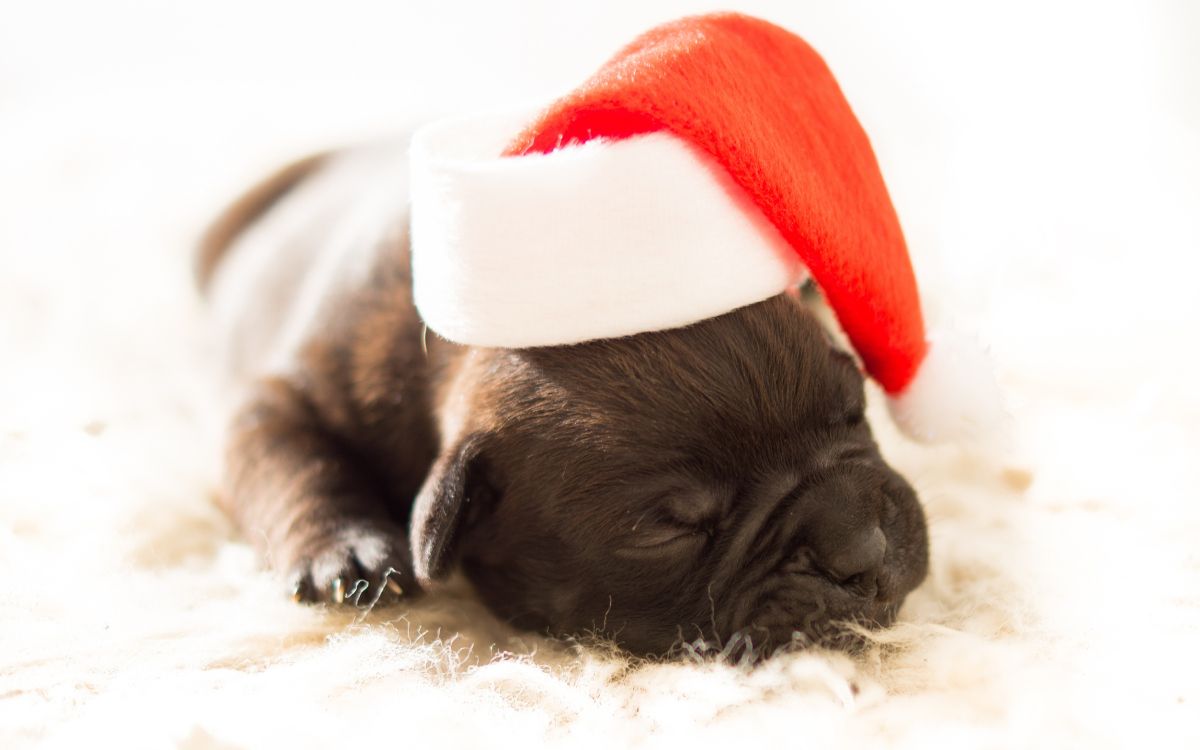 Black Pug Wearing Santa Hat. Wallpaper in 4908x3067 Resolution