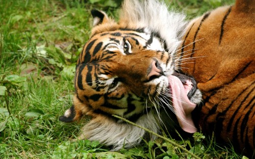 Image brown and black tiger lying on green grass during daytime