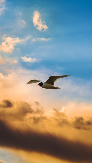 Image white and black bird flying under cloudy sky during daytime
