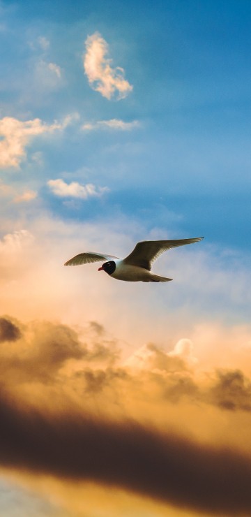 Image white and black bird flying under cloudy sky during daytime
