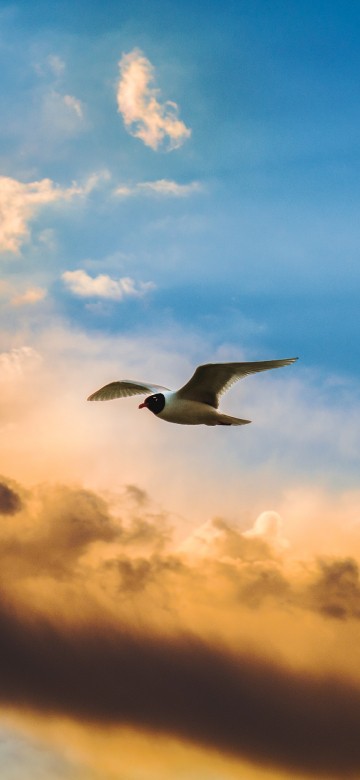 Image white and black bird flying under cloudy sky during daytime