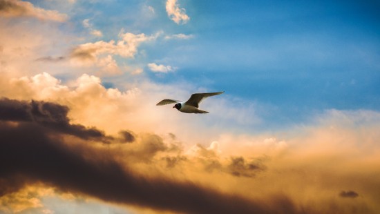 Image white and black bird flying under cloudy sky during daytime
