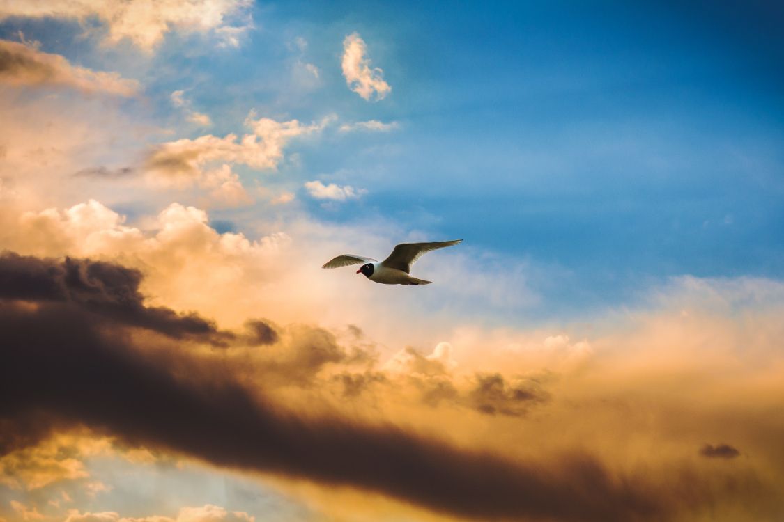 white and black bird flying under cloudy sky during daytime