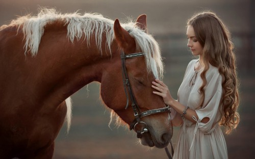 White Arabian Horse, arabian horses, stallion, i luv horses, mare, wild  horses, HD wallpaper | Peakpx