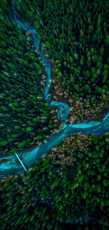 Vegetation, Gr, Unterwasser, Blatt, Wasser. Wallpaper in 1421x3000 Resolution