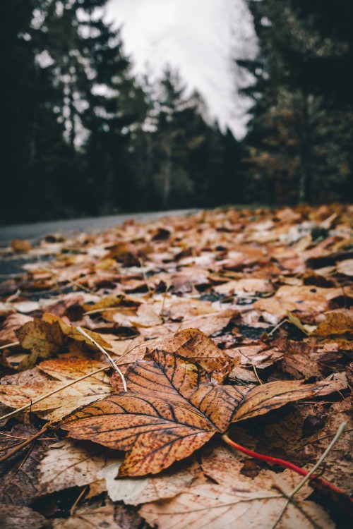 Image leaf, nature, tree, natural landscape, natural environment