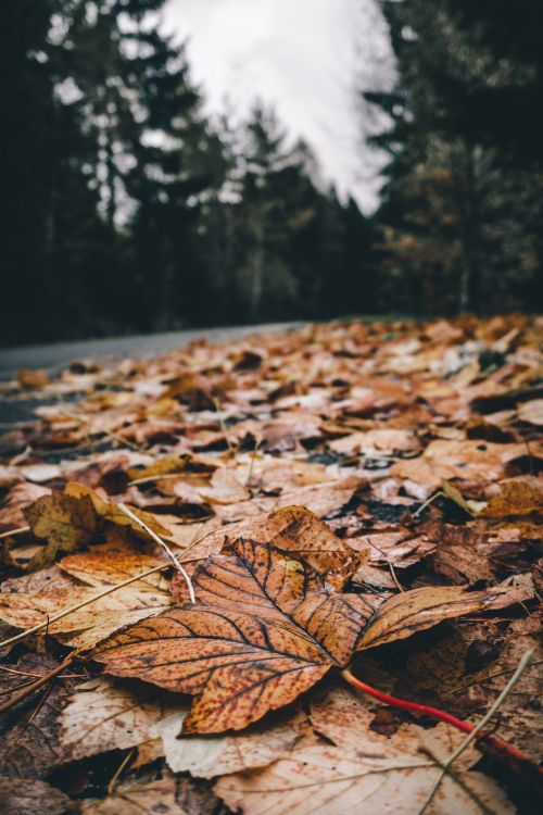 Leaf, Nature, Tree, Natural Landscape, Natural Environment. Wallpaper in 4000x6000 Resolution