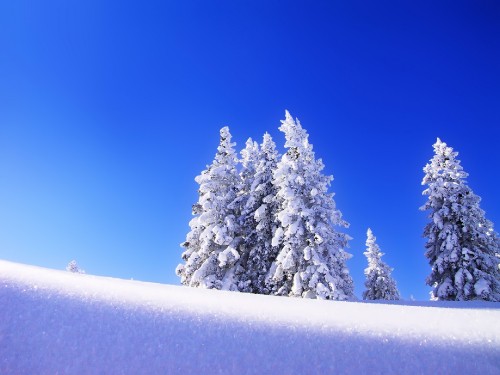 Image white tree under blue sky during daytime