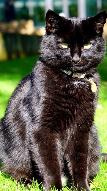 Image black cat on green grass during daytime