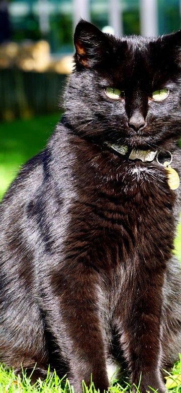 Image black cat on green grass during daytime