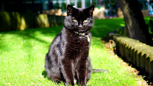 Image black cat on green grass during daytime